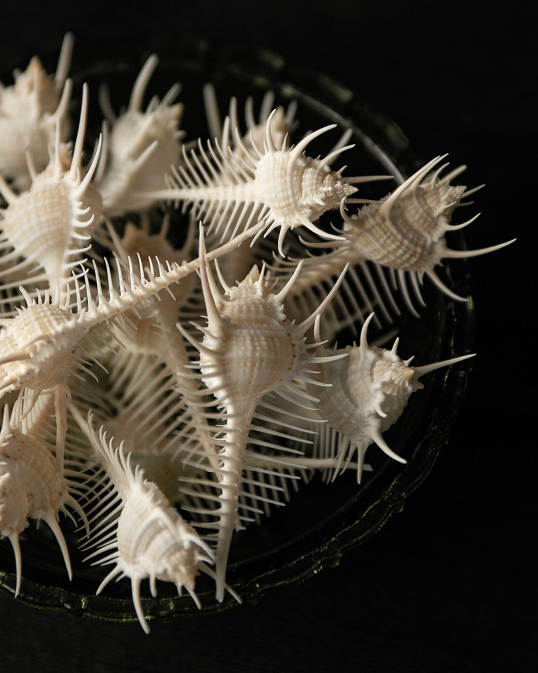 Venus Combs