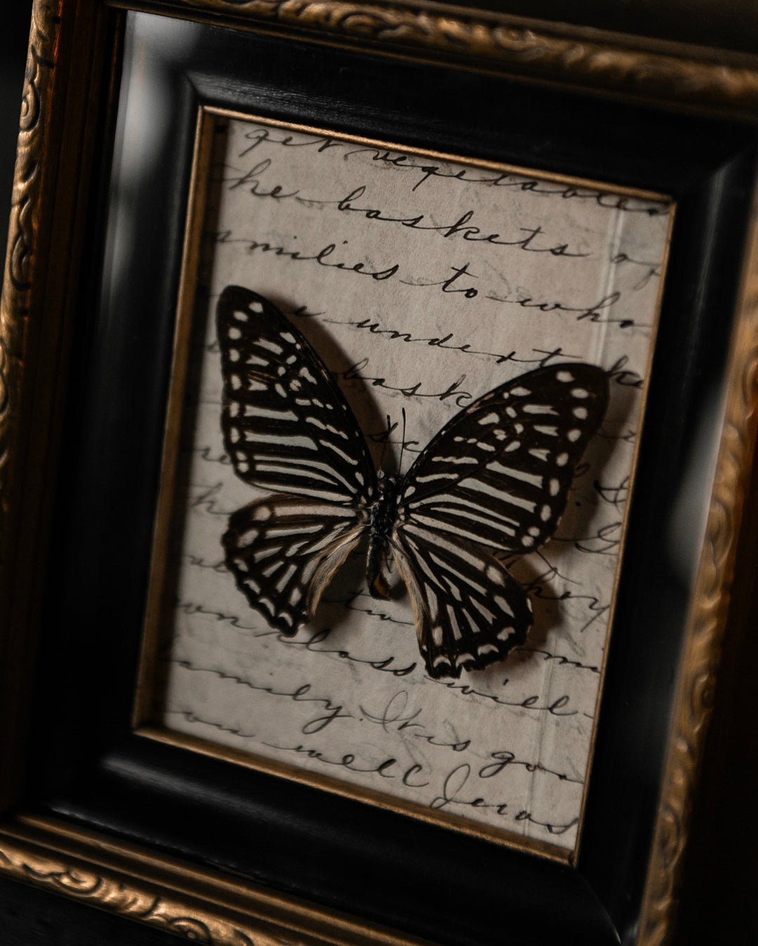 Mounted Butterfly