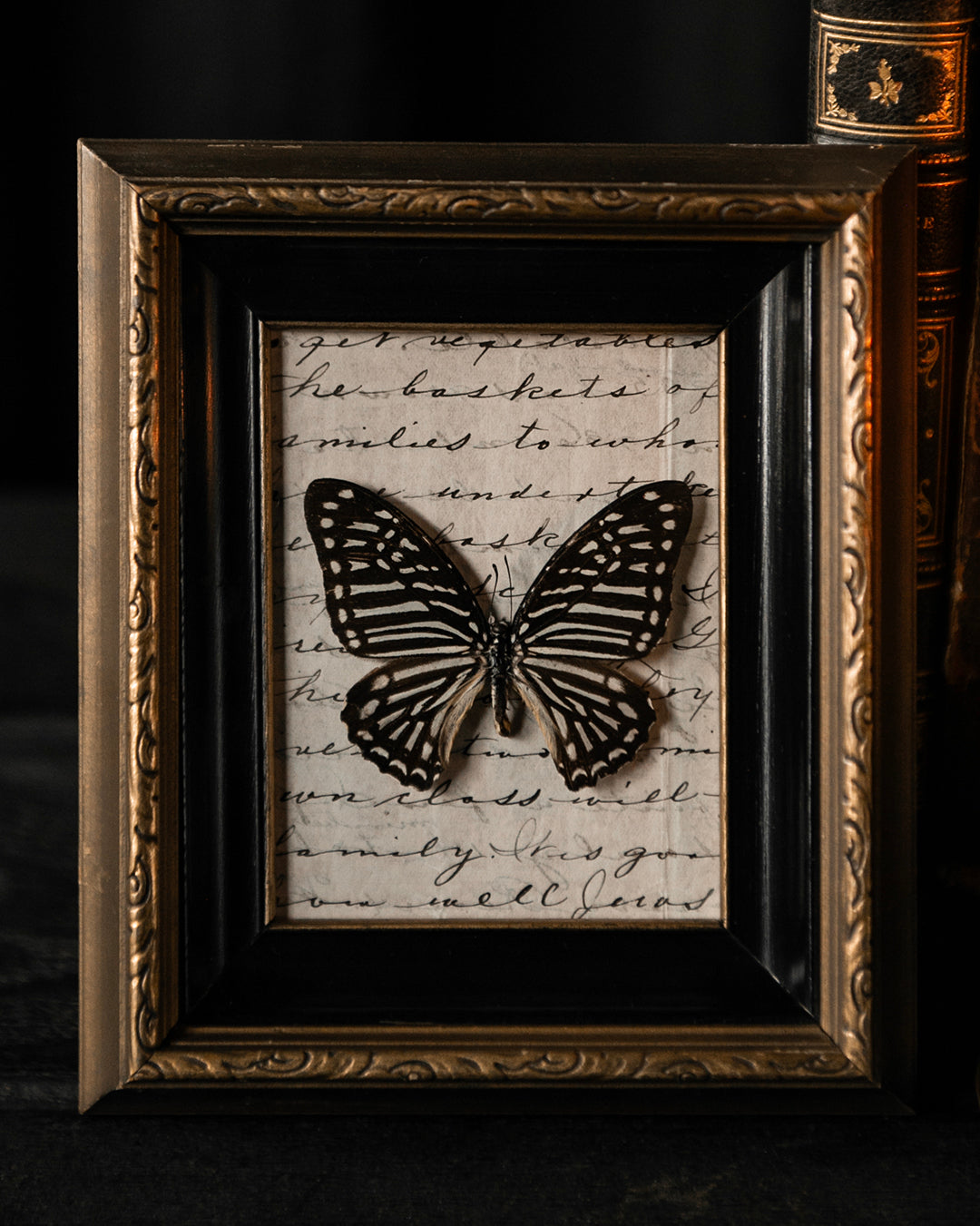 Mounted Butterfly