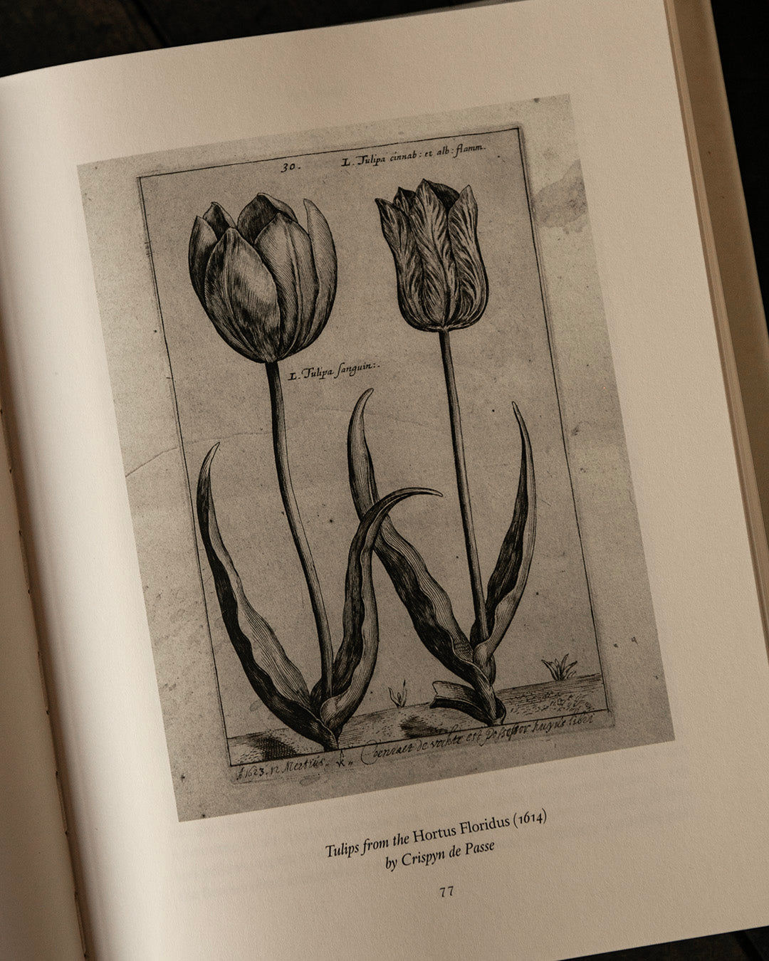The Tulip Book