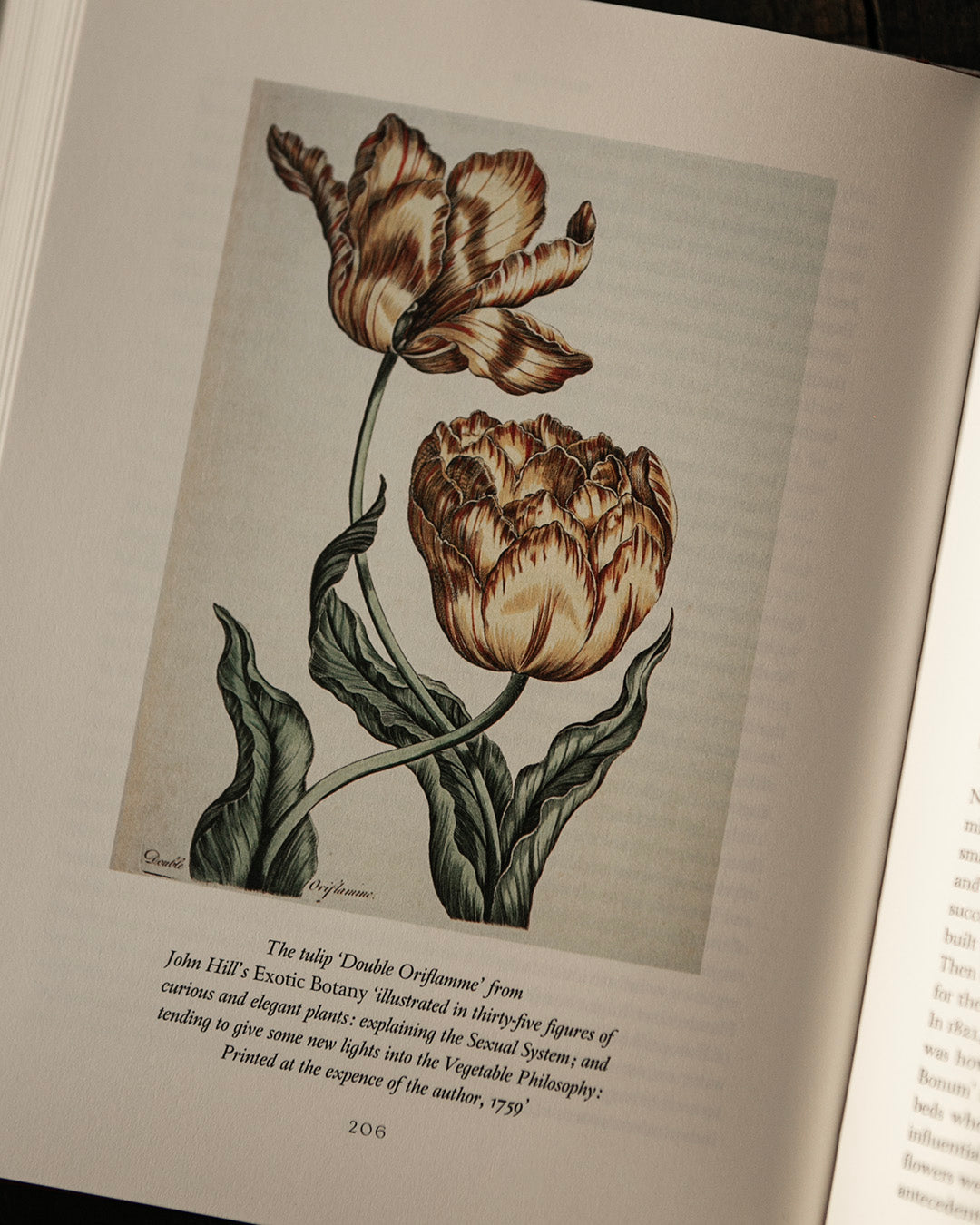 The Tulip Book