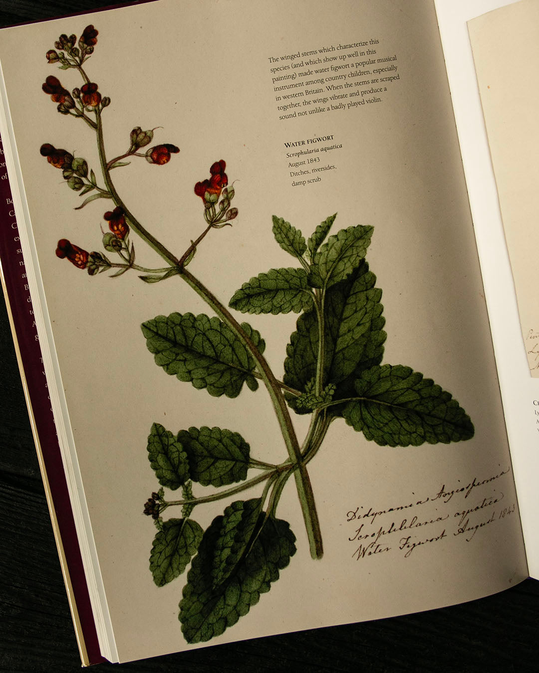 The Frampton Flora Book