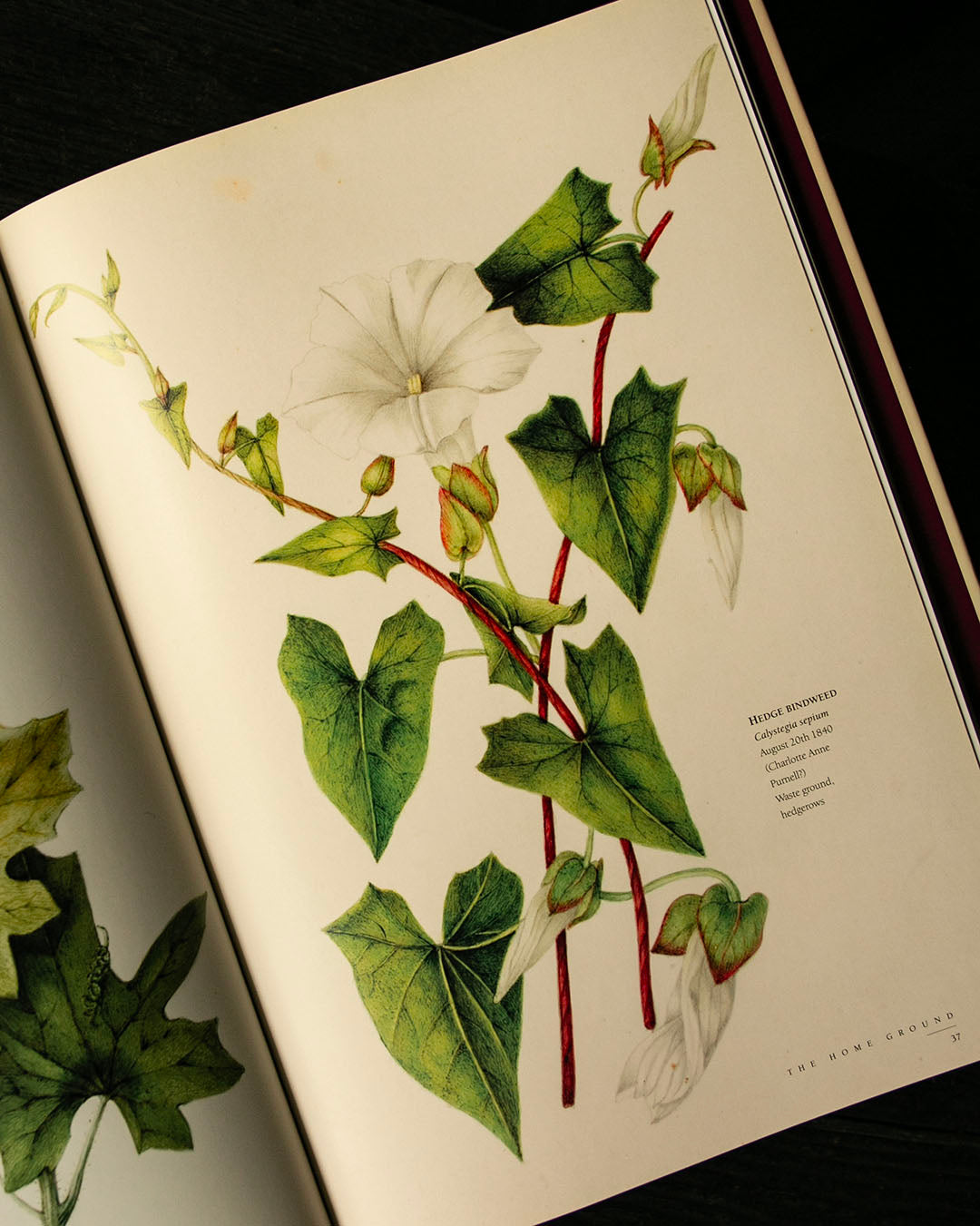 The Frampton Flora Book