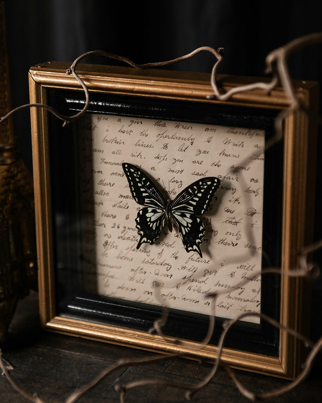 Mounted Butterfly in Vintage Frame