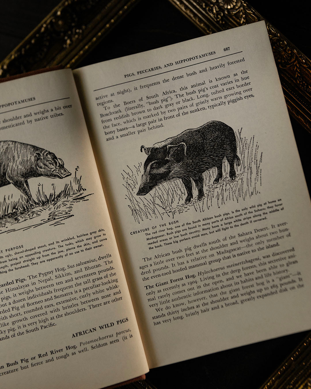 Mammals of the Air, Land & Waters of the World