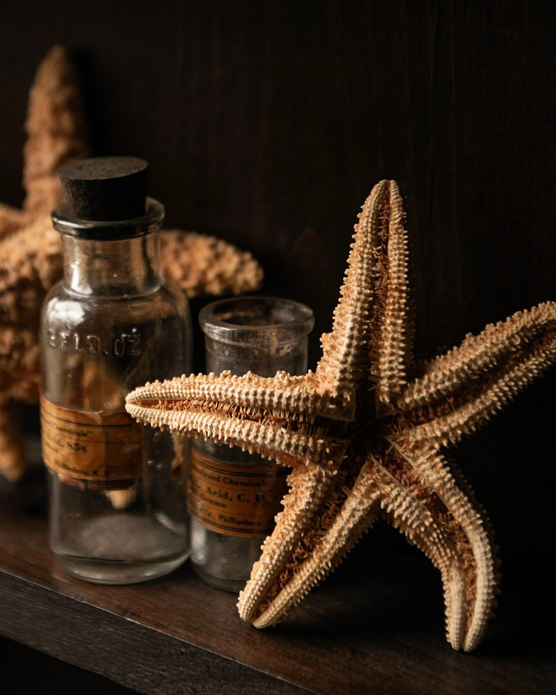Dried Starfish