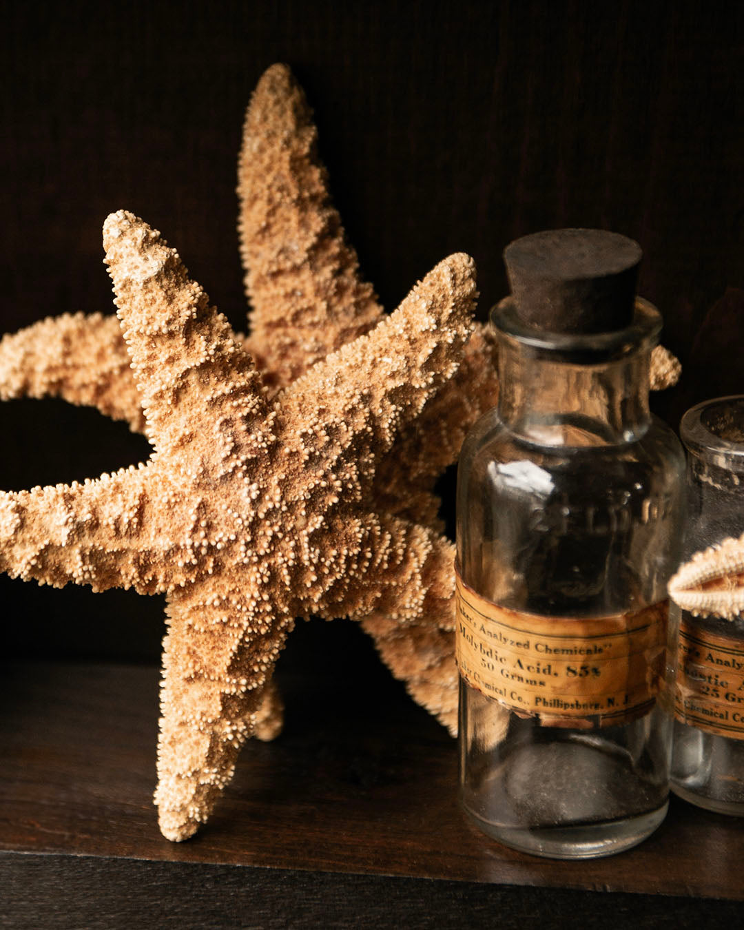 Dried Starfish