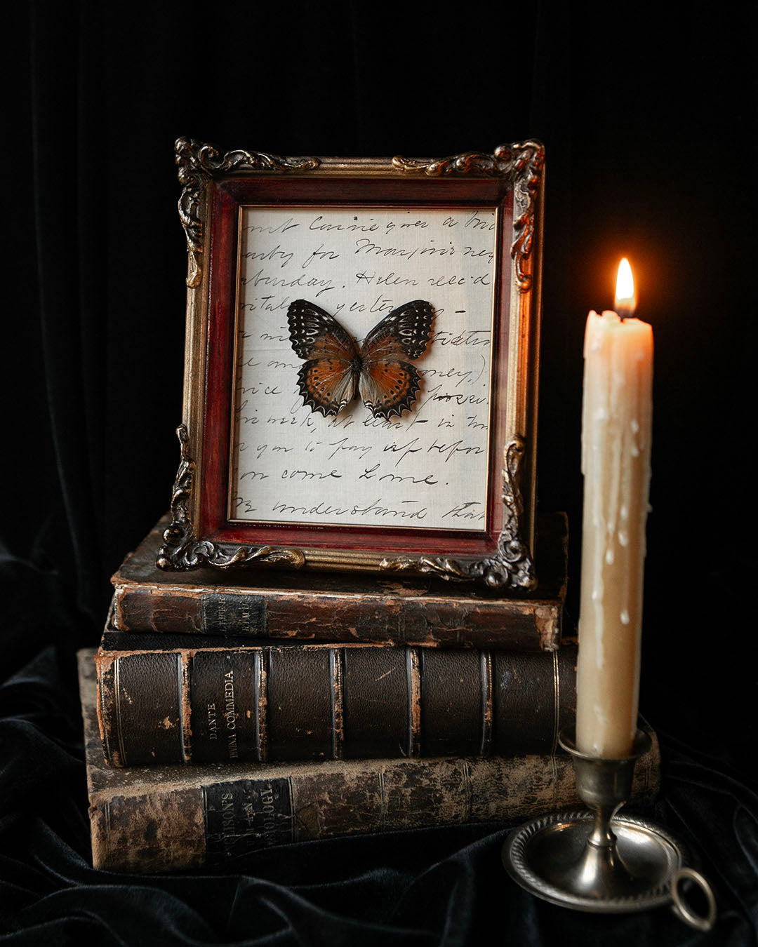 Pinned Butterfly in Vintage Frame