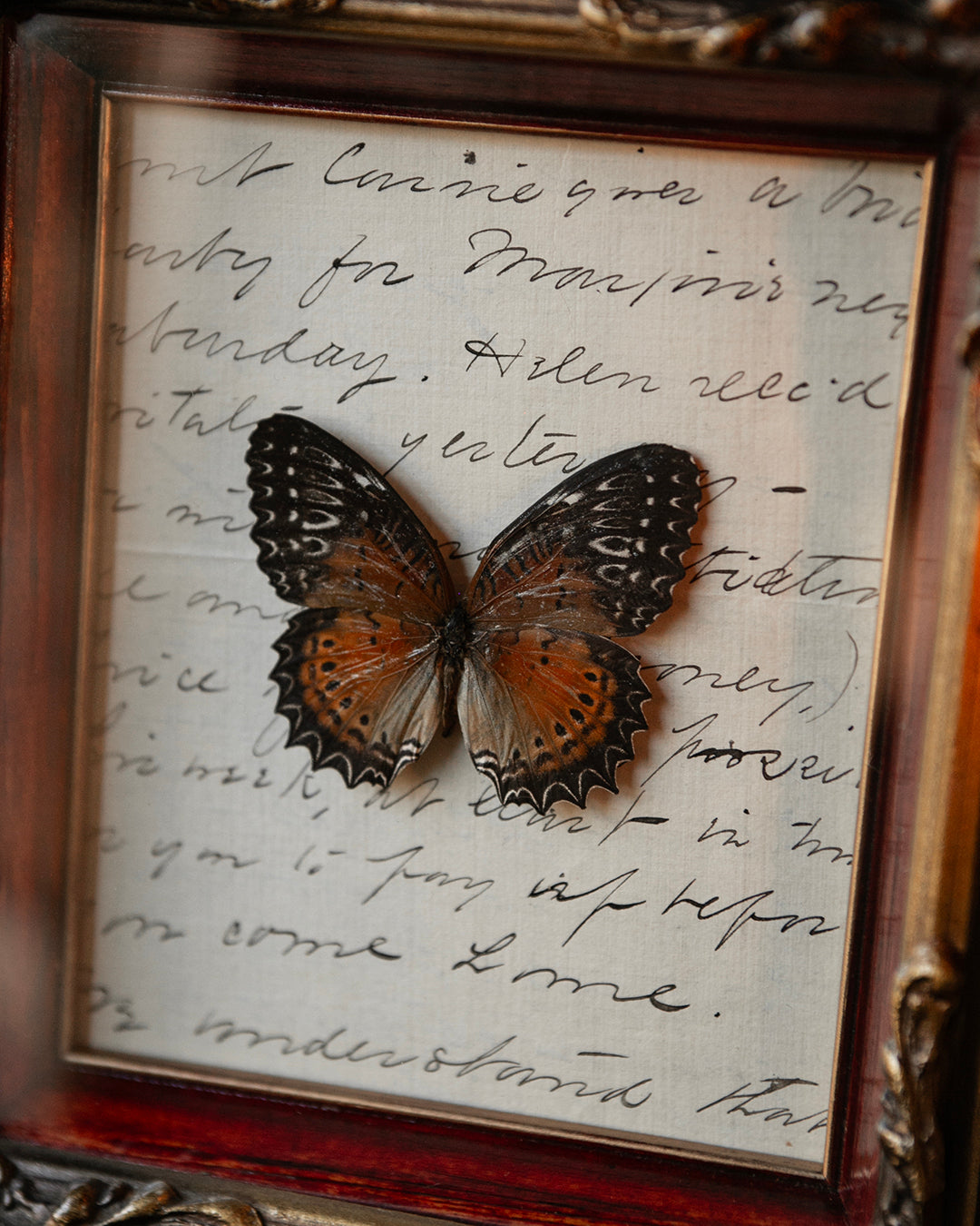 Pinned Butterfly in Vintage Frame