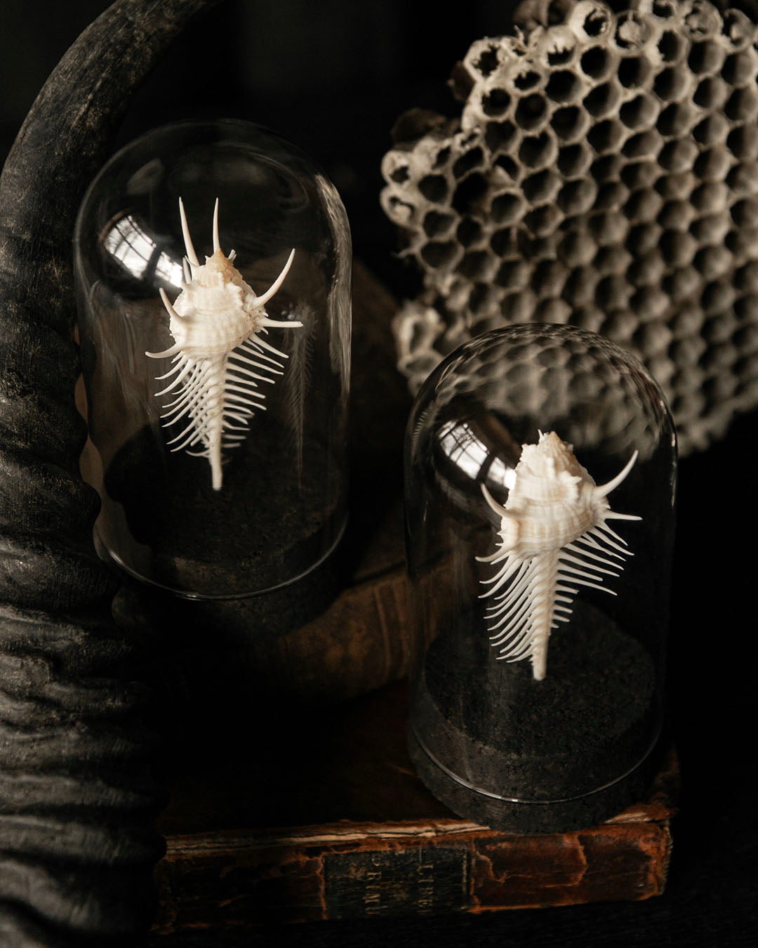Venus Comb Dome Jars