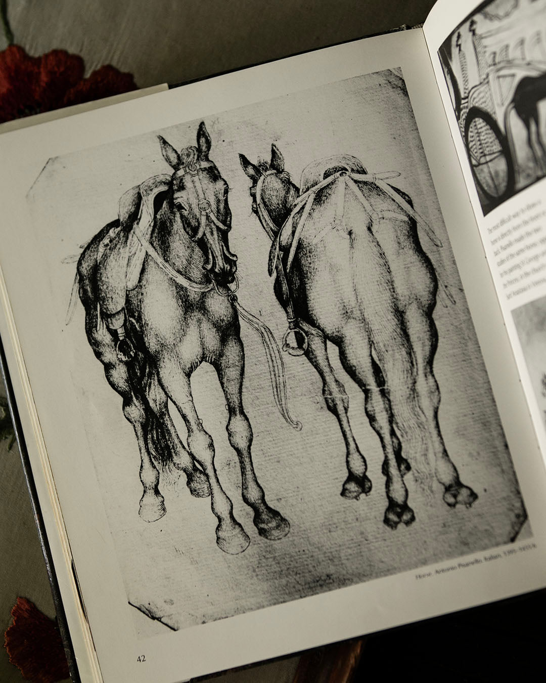 Creatures of Paradise Book