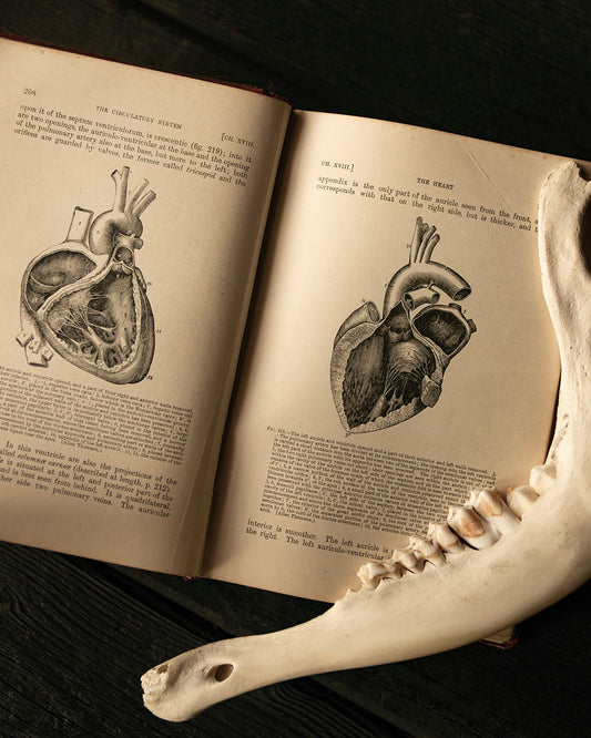 Vintage Anatomy Book