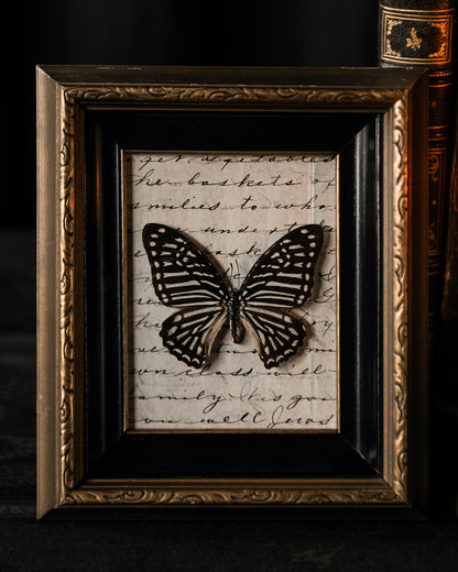 Mounted Butterfly