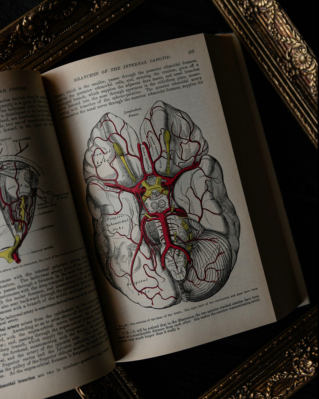 Vintage Greys Anatomy Book