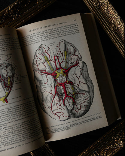 Vintage Greys Anatomy Book