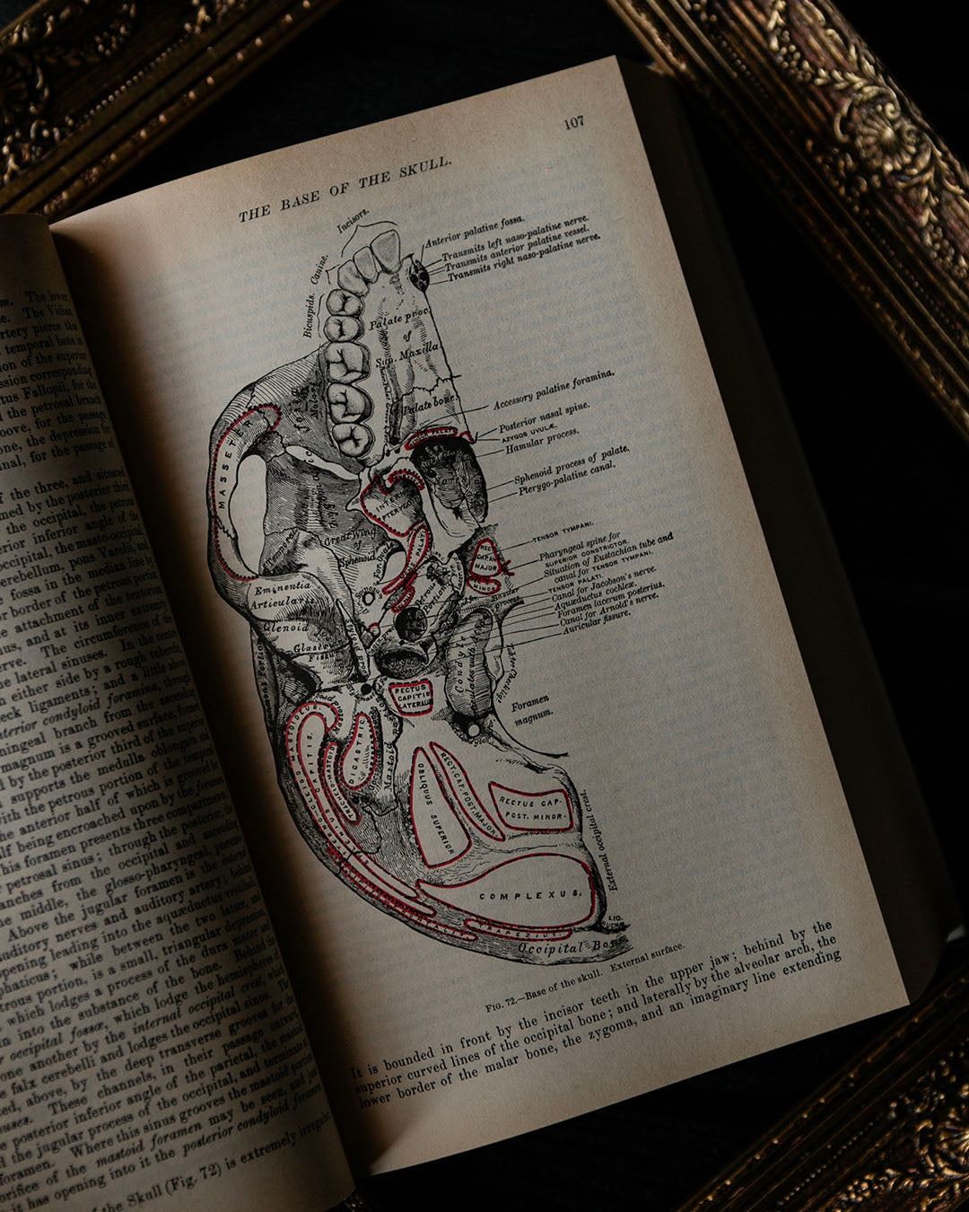 Vintage Greys Anatomy Book