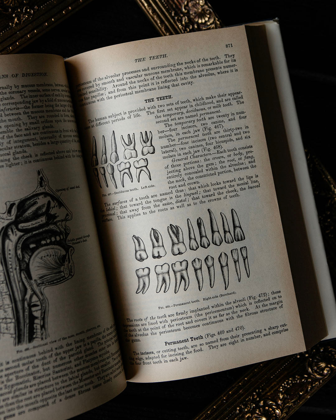 Vintage Greys Anatomy Book