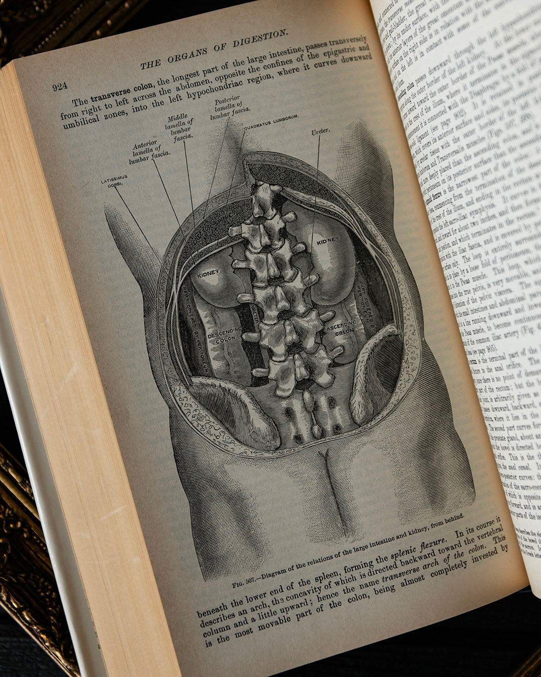 Vintage Greys Anatomy Book