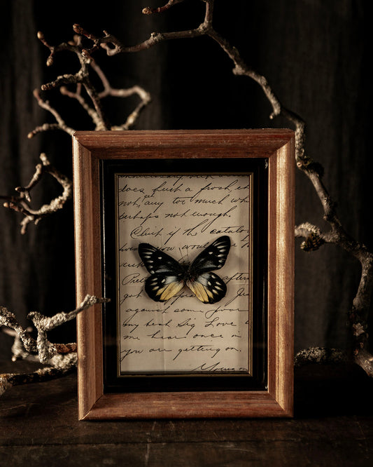 Framed Butterfly