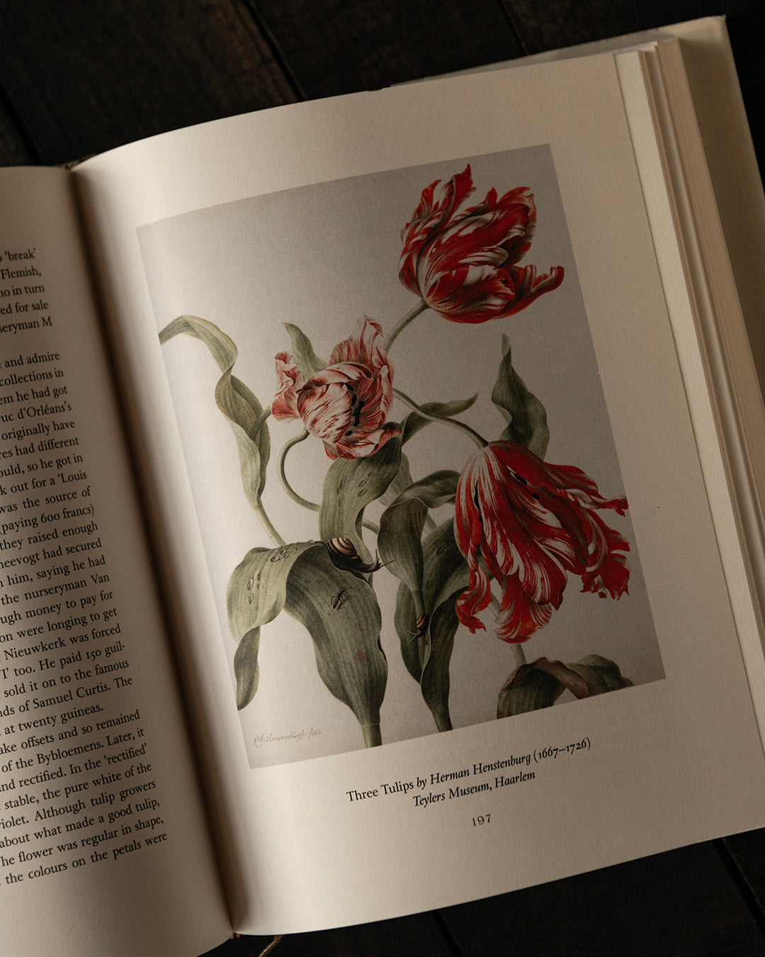 The Tulip Book