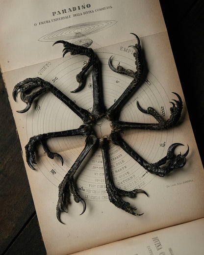 Crows Feet