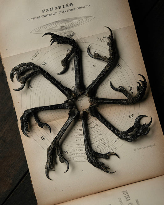 Crows Feet