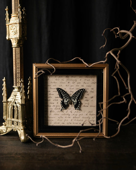 Mounted Butterfly in Vintage Frame