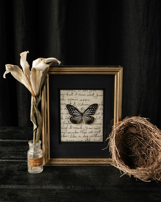 Framed Butterfly