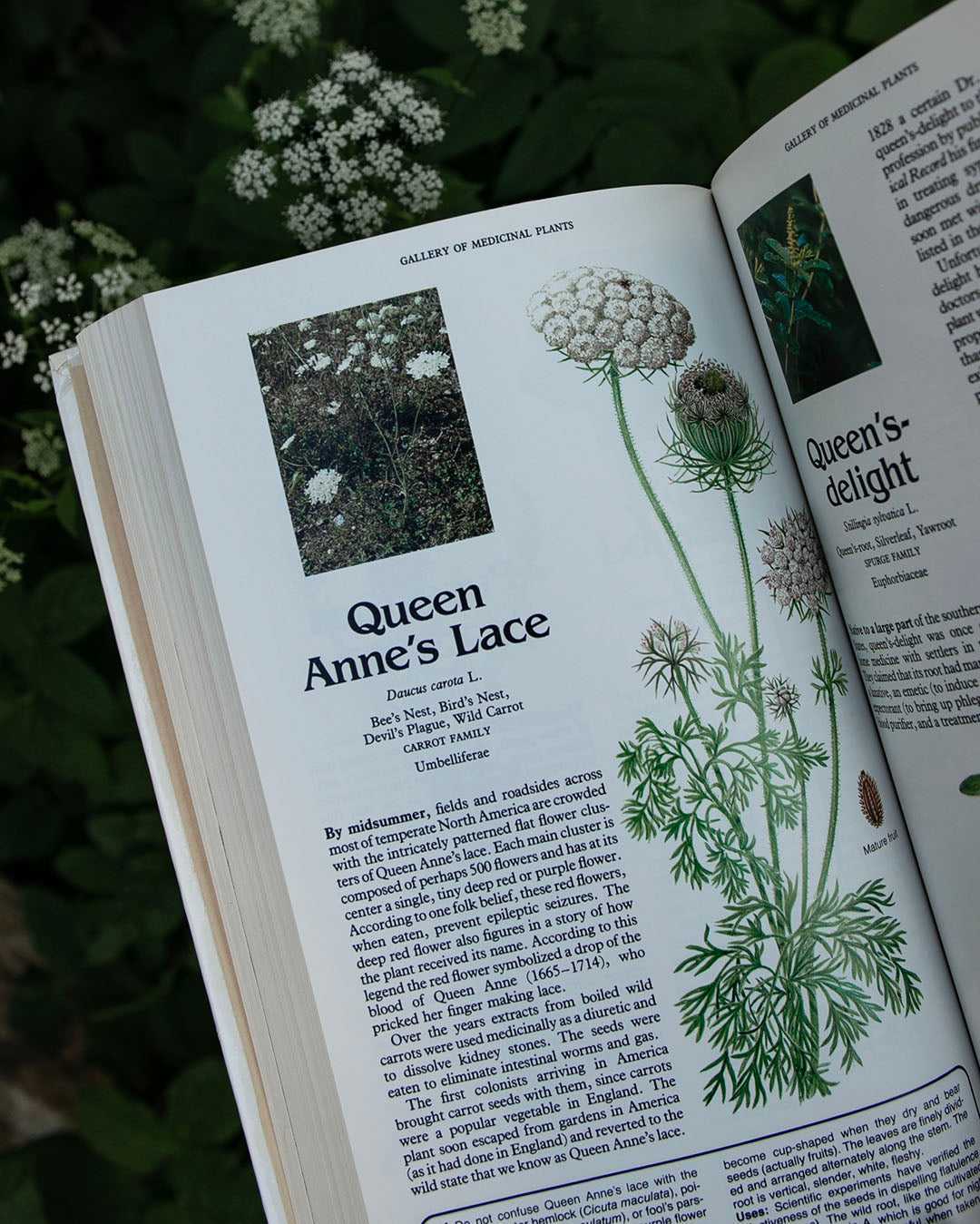 Magic and Medicine of Plants Book