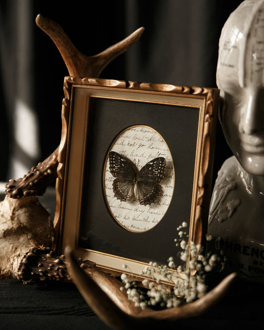 Mounted Butterfly in Vintage Frame