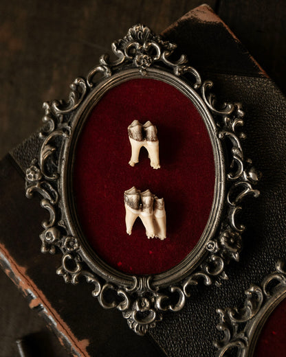 Framed Teeth