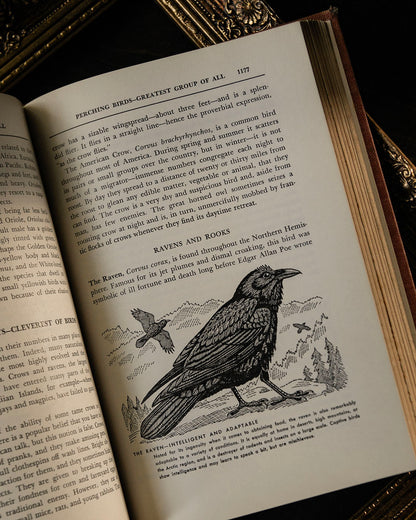 Mammals of the Air, Land & Waters of the World