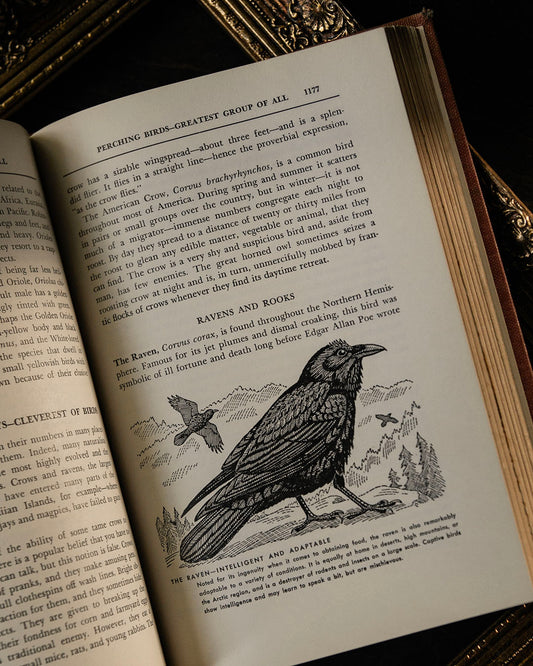Mammals of the Air, Land & Waters of the World