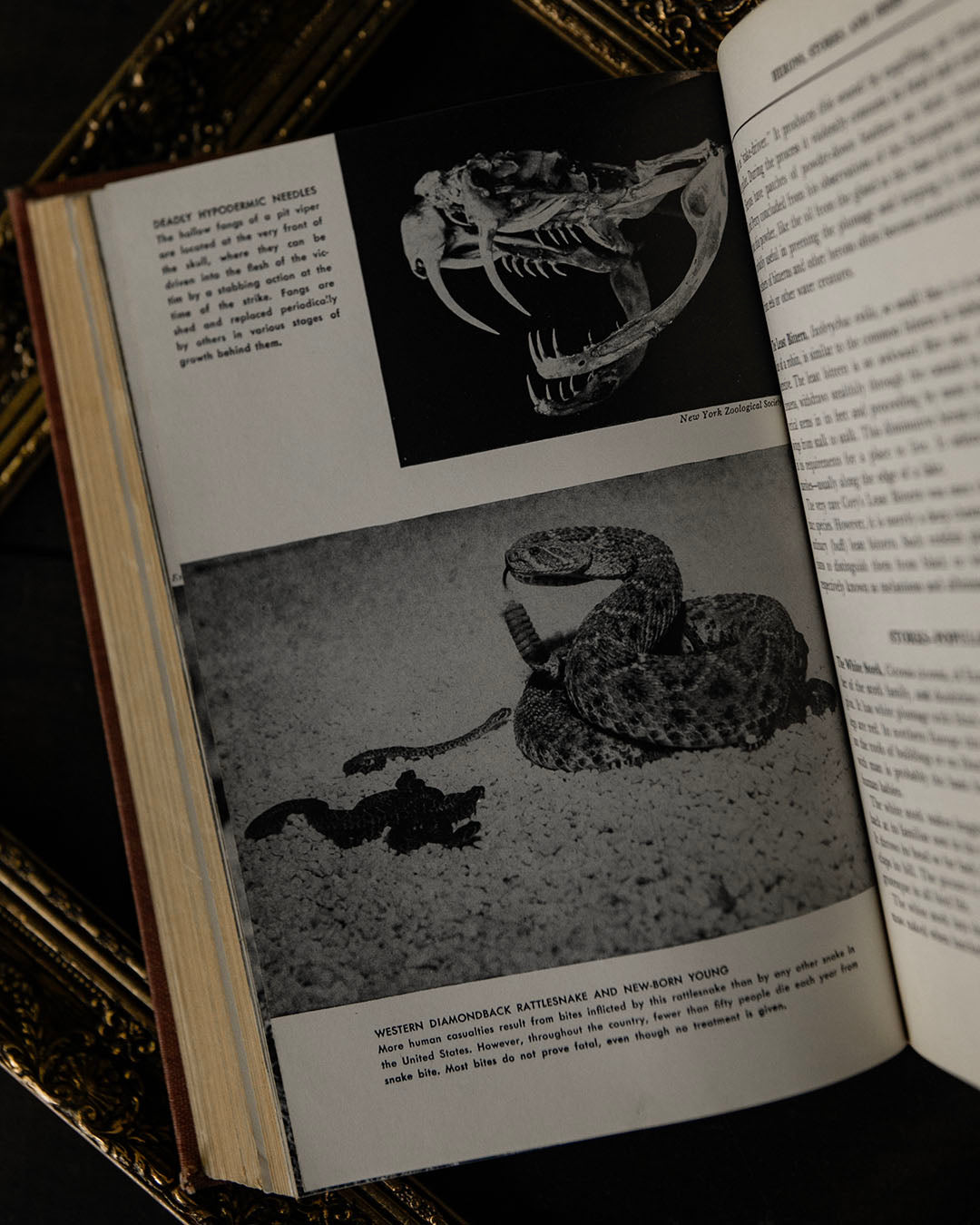 Mammals of the Air, Land & Waters of the World