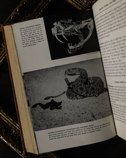Mammals of the Air, Land & Waters of the World