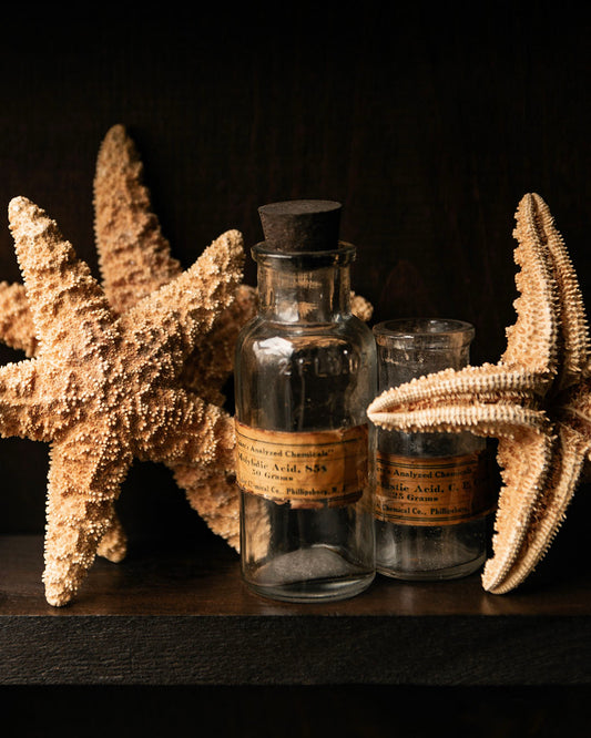Dried Starfish