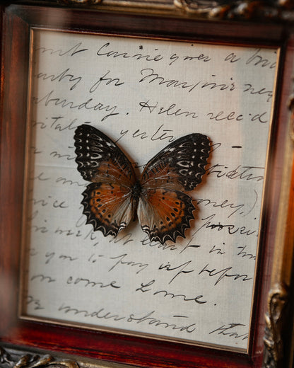 Pinned Butterfly in Vintage Frame
