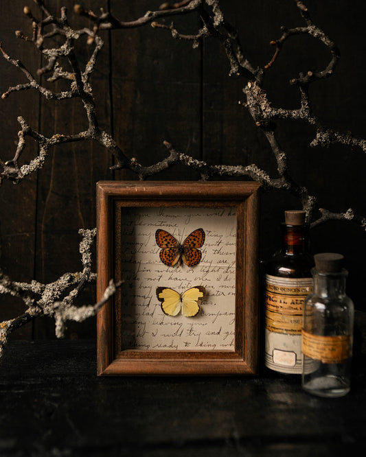 Pinned Butterflies in Vintage Frame