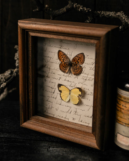 Pinned Butterflies in Vintage Frame