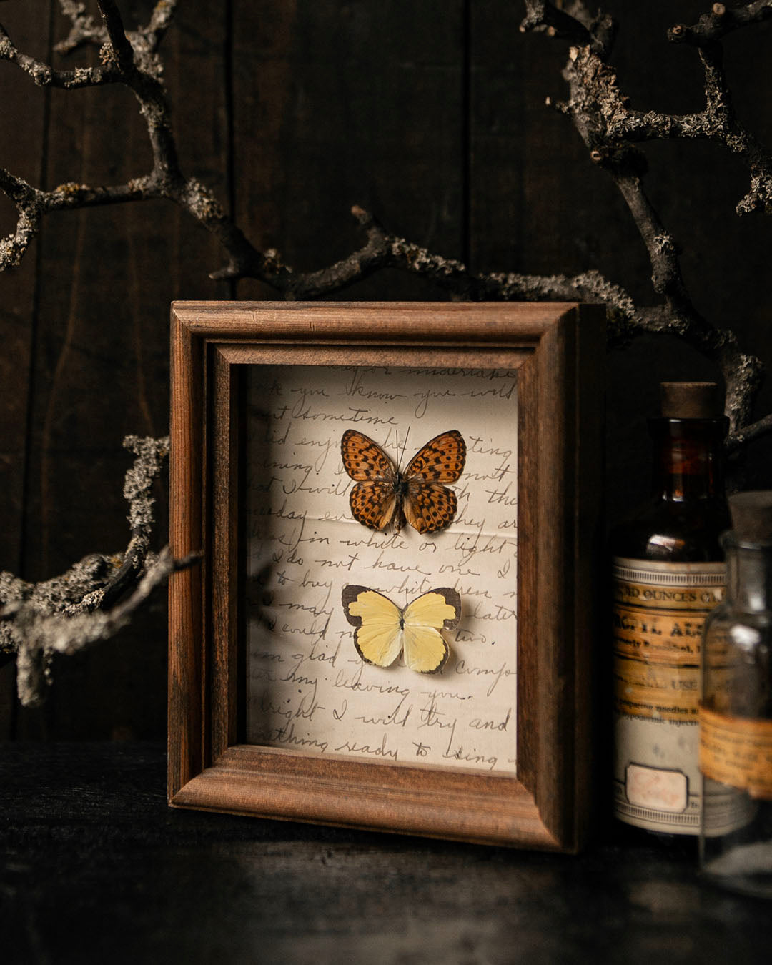 Pinned Butterflies in Vintage Frame