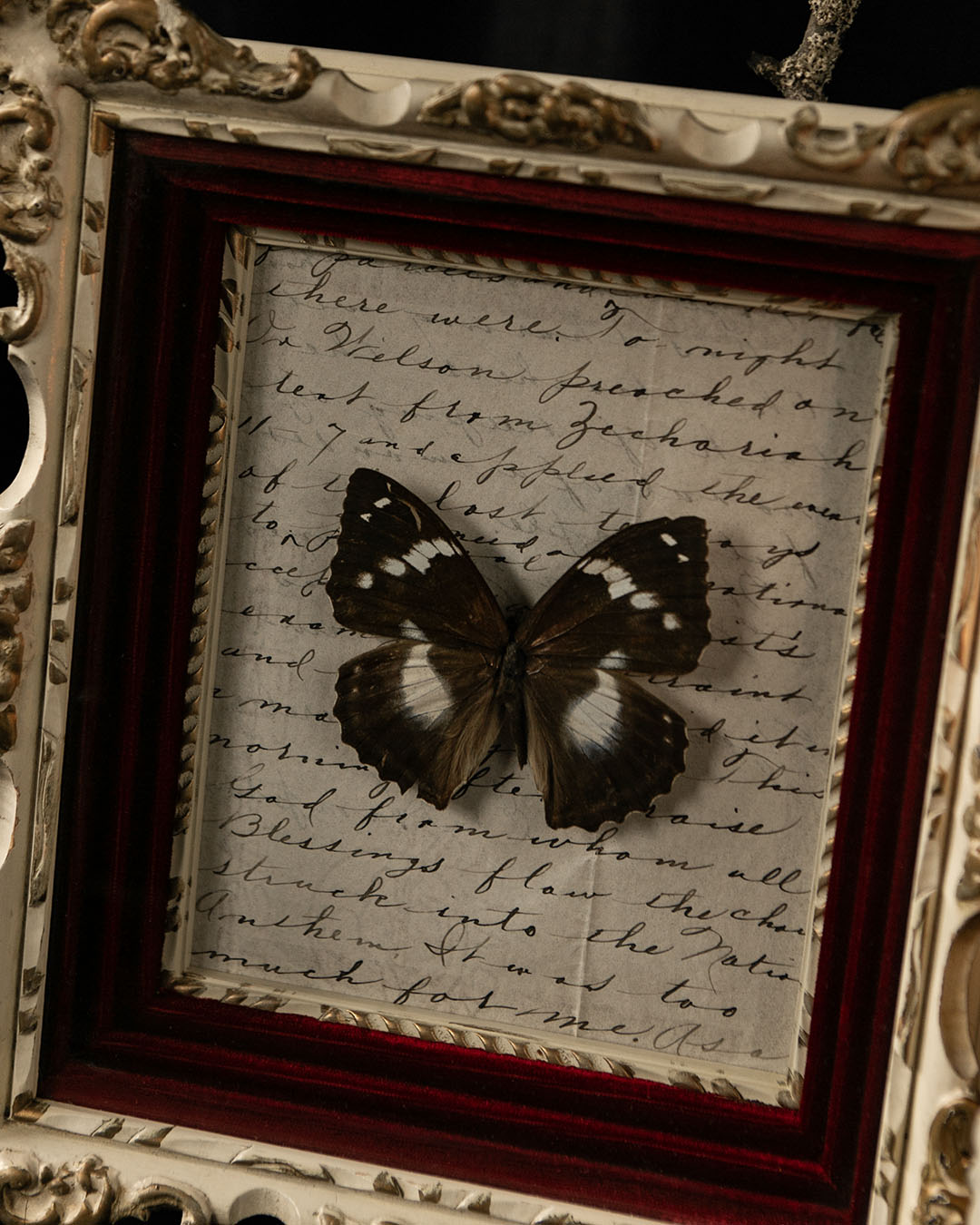 Framed Butterfly