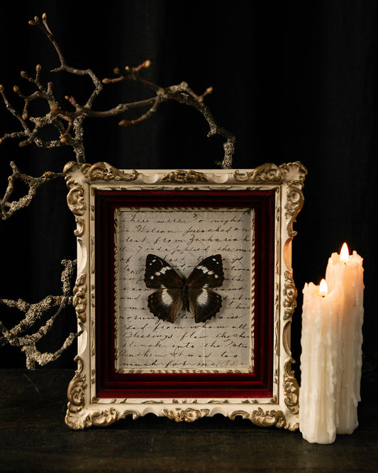 Framed Butterfly