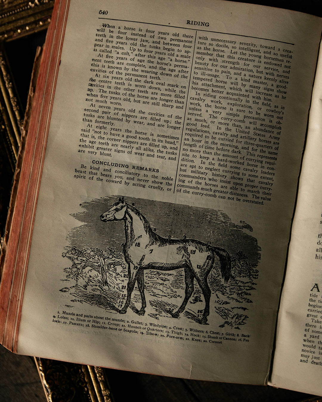 Antique Encylopedia