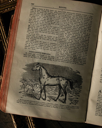 Antique Encylopedia