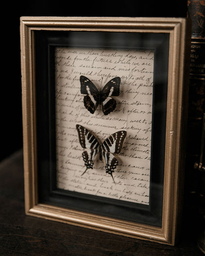 Framed Butterflies