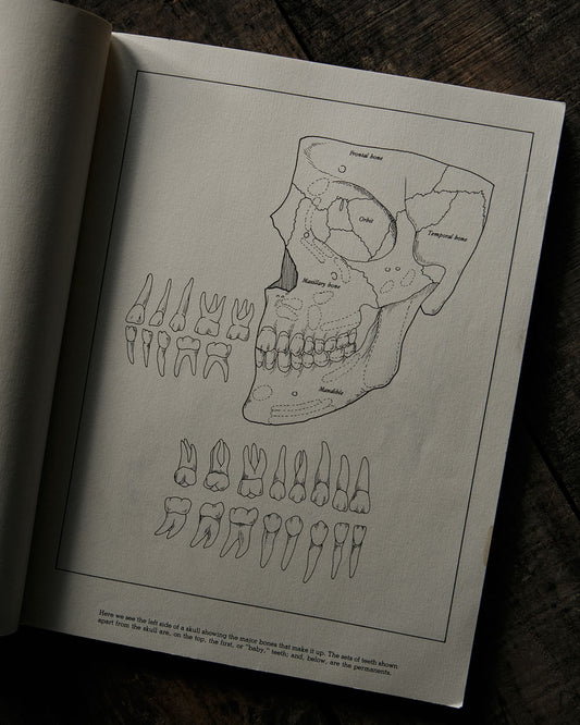 Vintage Gray's Anatomy Colouring Book
