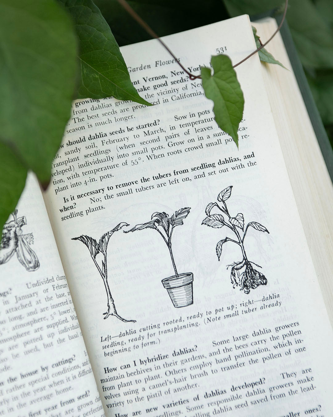 Vintage Gardening Book