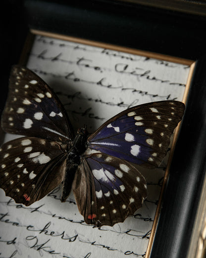 Mounted Butterfly in Vintage Frame