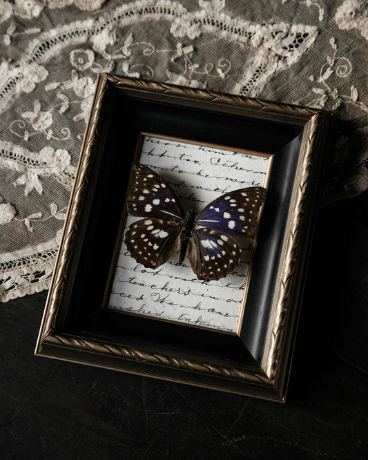 Mounted Butterfly in Vintage Frame