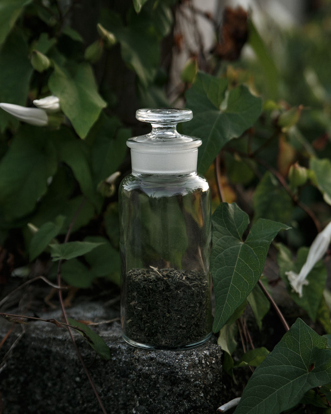 Antique Apothecary Jar